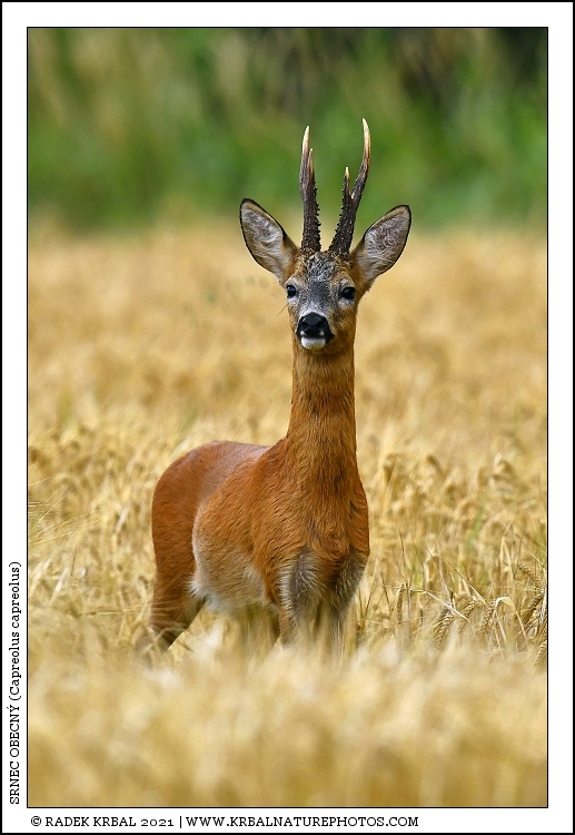 Srnec obecn� | Roe Deer | Reh | Capreolus capreolus