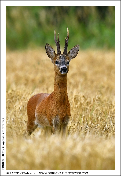 Srnec obecn� | Roe Deer | Reh | Capreolus capreolus
