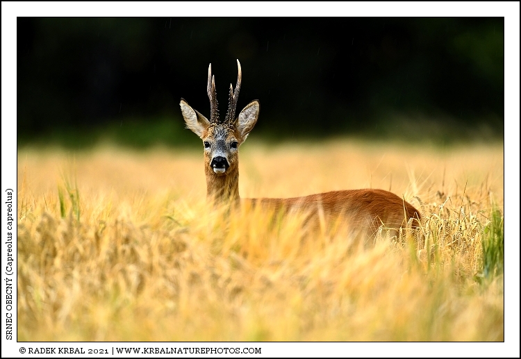 Srnec obecn� | Roe Deer | Reh | Capreolus capreolus