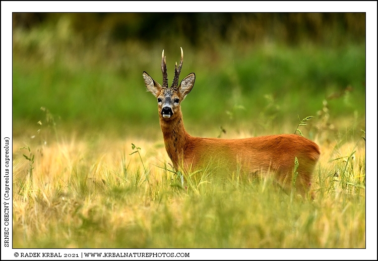 Srnec obecn� | Roe Deer | Reh | Capreolus capreolus