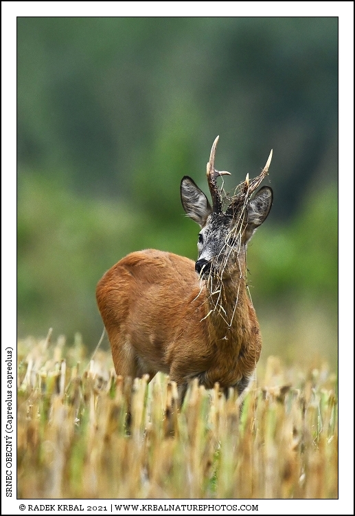 Srnec obecn� | Roe Deer | Reh | Capreolus capreolus