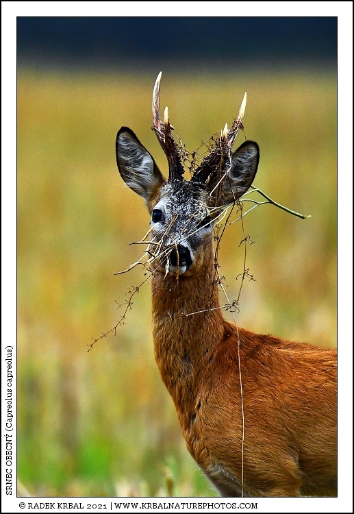 Srnec obecn� | Roe Deer | Reh | Capreolus capreolus