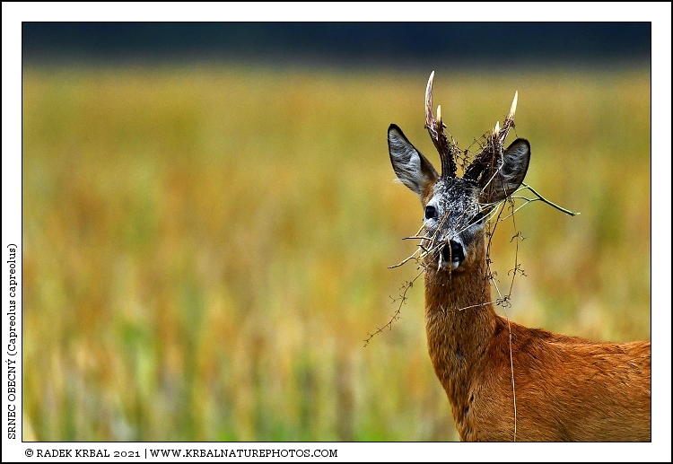 Srnec obecn� | Roe Deer | Reh | Capreolus capreolus