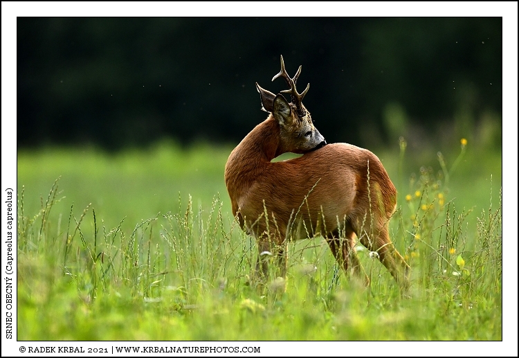 Srnec obecn� | Roe Deer | Reh | Capreolus capreolus