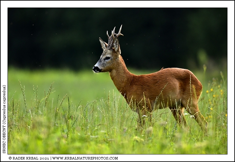 Srnec obecn� | Roe Deer | Reh | Capreolus capreolus