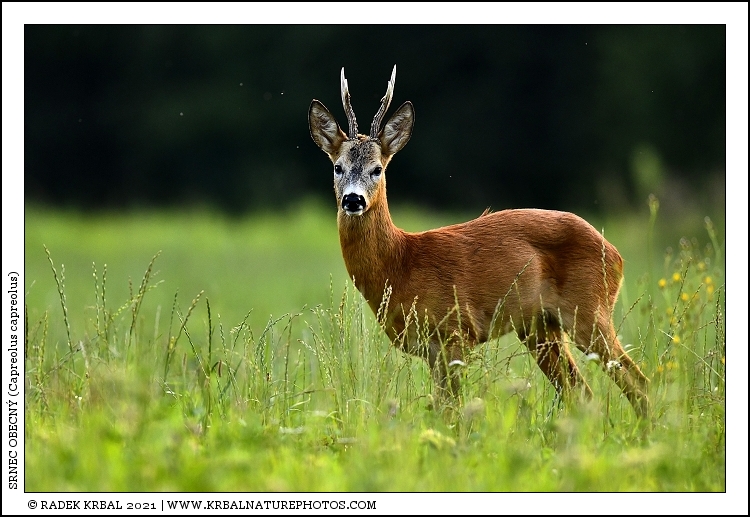 Srnec obecn� | Roe Deer | Reh | Capreolus capreolus