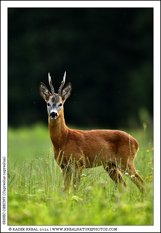 Srnec obecn� | Roe Deer | Reh | Capreolus capreolus