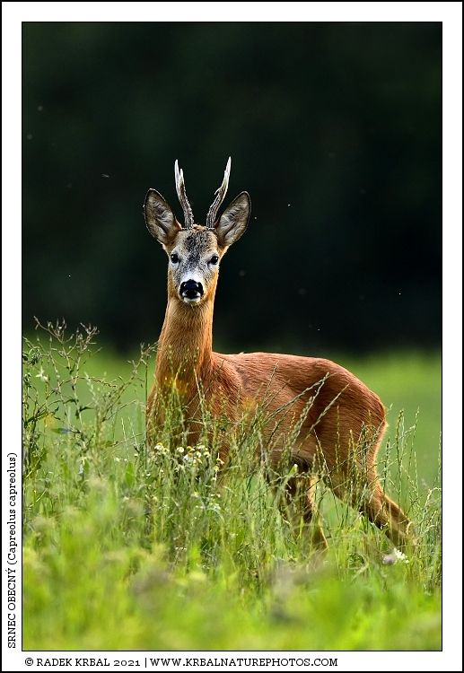Srnec obecn� | Roe Deer | Reh | Capreolus capreolus