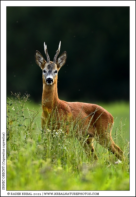 Srnec obecn� | Roe Deer | Reh | Capreolus capreolus
