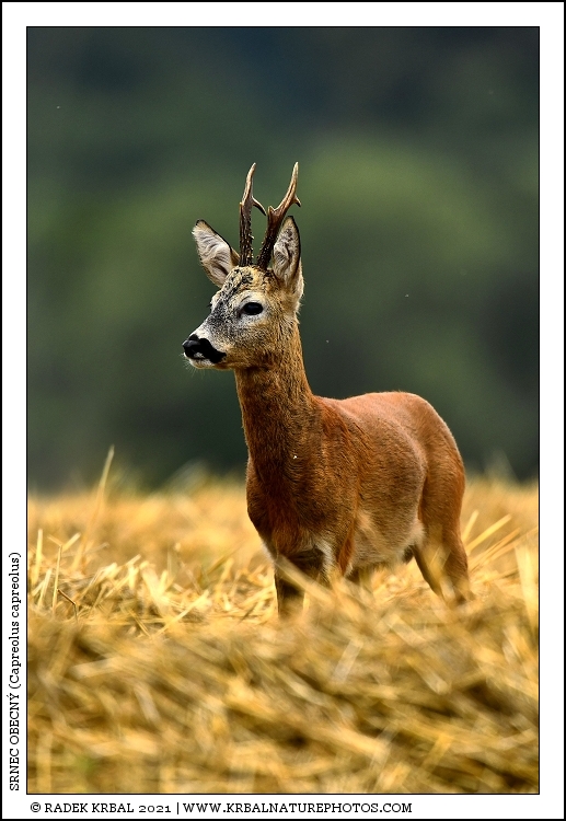 Srnec obecn� | Roe Deer | Reh | Capreolus capreolus