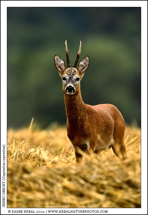 Srnec obecn� | Roe Deer | Reh | Capreolus capreolus
