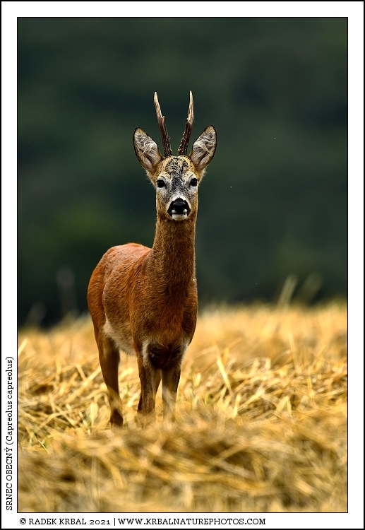 Srnec obecn� | Roe Deer | Reh | Capreolus capreolus
