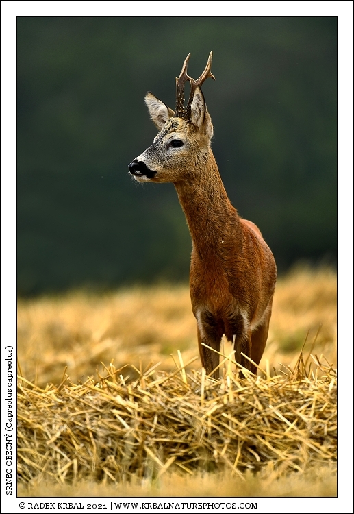 Srnec obecn� | Roe Deer | Reh | Capreolus capreolus