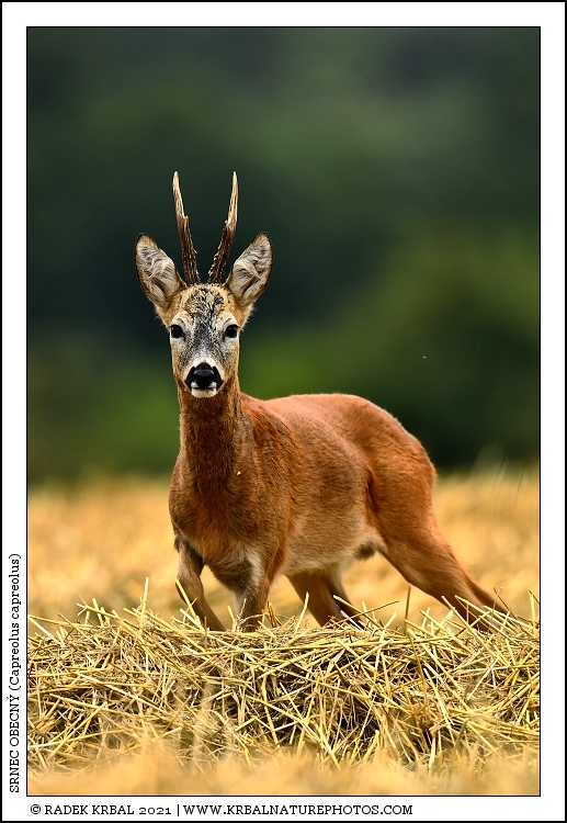 Srnec obecn� | Roe Deer | Reh | Capreolus capreolus