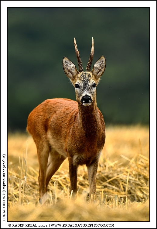 Srnec obecn� | Roe Deer | Reh | Capreolus capreolus