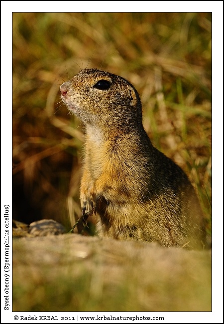 Sysel obecn� | European Ground Squirrel | Europ�ischer Ziesel | Spermophilus citellus