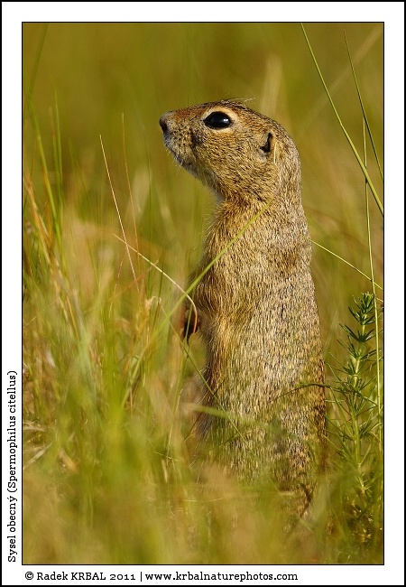Sysel obecn� | European Ground Squirrel | Europ�ischer Ziesel | Spermophilus citellus