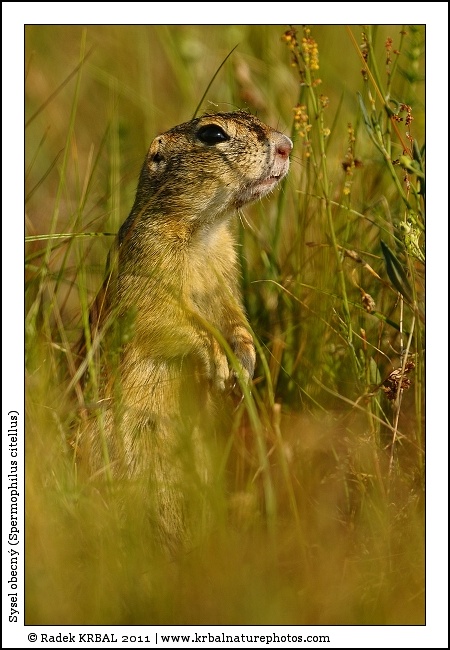 Sysel obecn� | European Ground Squirrel | Europ�ischer Ziesel | Spermophilus citellus