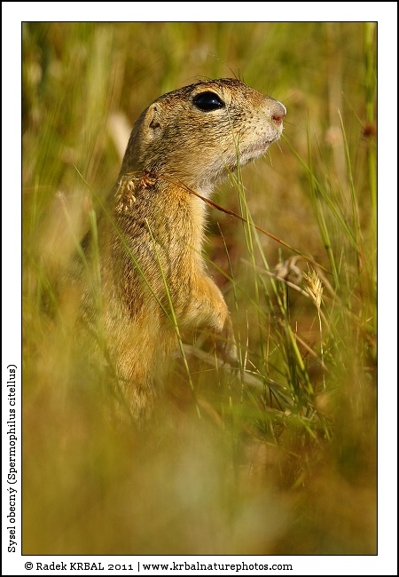 Sysel obecn� | European Ground Squirrel | Europ�ischer Ziesel | Spermophilus citellus