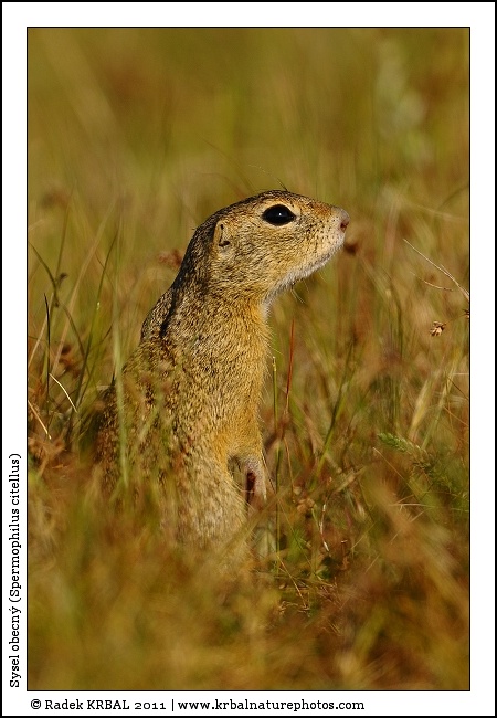 Sysel obecn� | European Ground Squirrel | Europ�ischer Ziesel | Spermophilus citellus