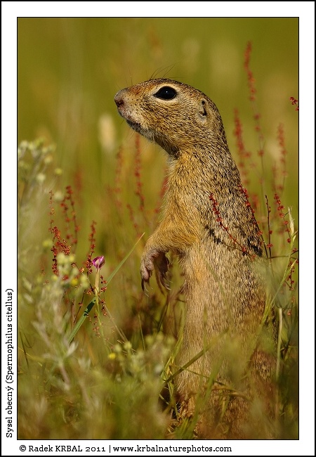Sysel obecn� | European Ground Squirrel | Europ�ischer Ziesel | Spermophilus citellus