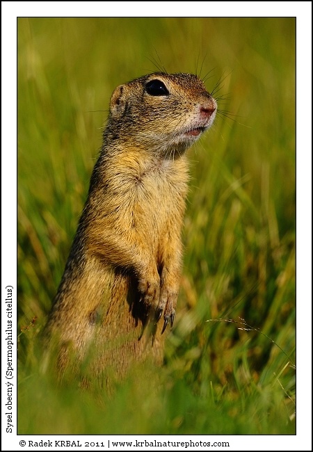 Sysel obecn� | European Ground Squirrel | Europ�ischer Ziesel | Spermophilus citellus