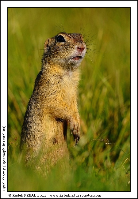Sysel obecn� | European Ground Squirrel | Europ�ischer Ziesel | Spermophilus citellus