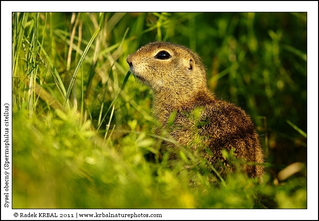 Sysel obecn� | European Ground Squirrel | Europ�ischer Ziesel | Spermophilus citellus