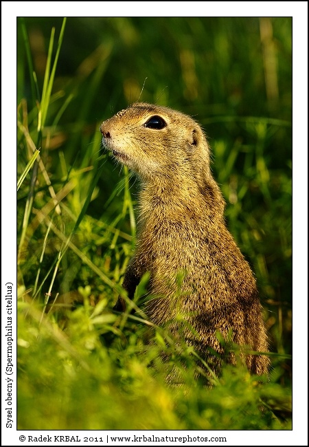 Sysel obecn� | European Ground Squirrel | Europ�ischer Ziesel | Spermophilus citellus