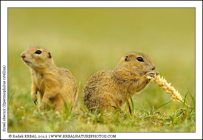 Sysel obecn� | European Ground Squirrel | Europ�ischer Ziesel | Spermophilus citellus
