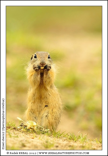 Sysel obecn� | European Ground Squirrel | Europ�ischer Ziesel | Spermophilus citellus
