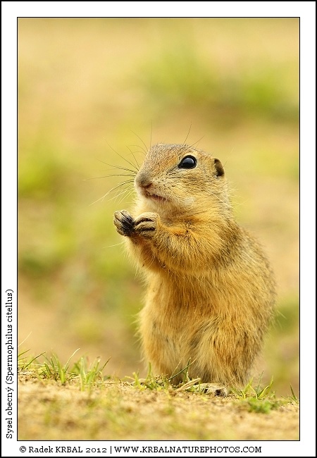 Sysel obecn� | European Ground Squirrel | Europ�ischer Ziesel | Spermophilus citellus