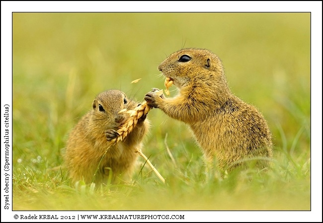 Sysel obecn� | European Ground Squirrel | Europ�ischer Ziesel | Spermophilus citellus