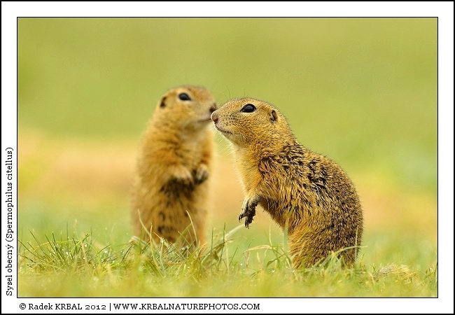 Sysel obecn� | European Ground Squirrel | Europ�ischer Ziesel | Spermophilus citellus