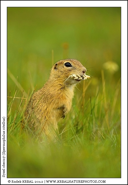 Sysel obecn� | European Ground Squirrel | Europ�ischer Ziesel | Spermophilus citellus
