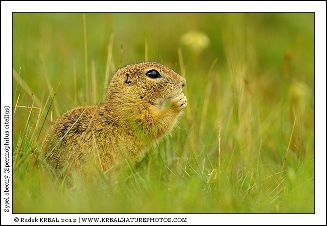 Sysel obecn� | European Ground Squirrel | Europ�ischer Ziesel | Spermophilus citellus
