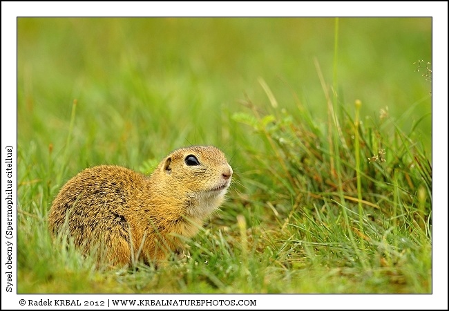 Sysel obecn� | European Ground Squirrel | Europ�ischer Ziesel | Spermophilus citellus