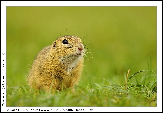 Sysel obecn� | European Ground Squirrel | Europ�ischer Ziesel | Spermophilus citellus