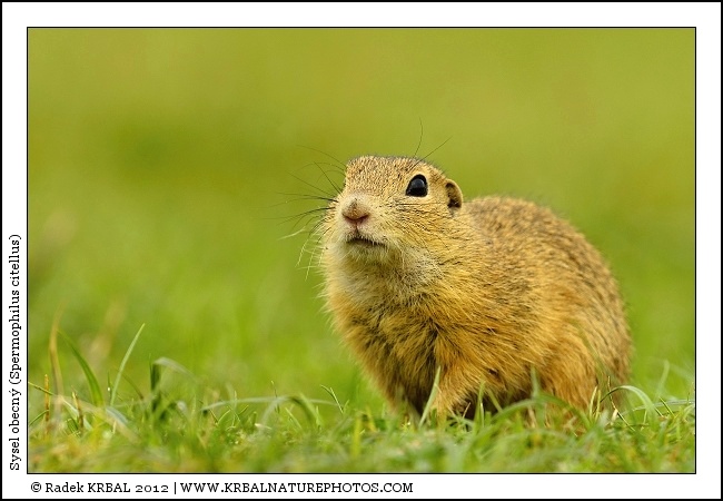 Sysel obecn� | European Ground Squirrel | Europ�ischer Ziesel | Spermophilus citellus
