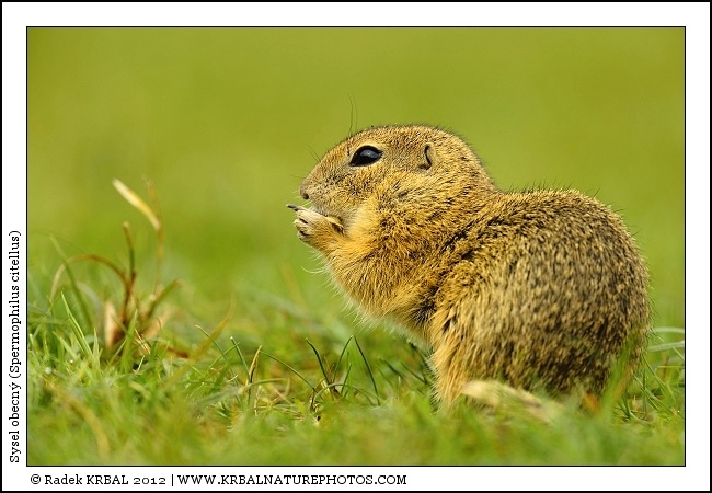 Sysel obecn� | European Ground Squirrel | Europ�ischer Ziesel | Spermophilus citellus