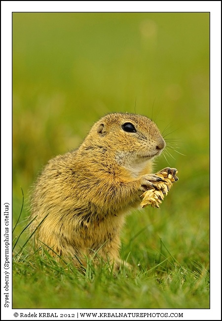 Sysel obecn� | European Ground Squirrel | Europ�ischer Ziesel | Spermophilus citellus