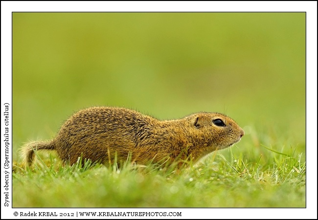 Sysel obecn� | European Ground Squirrel | Europ�ischer Ziesel | Spermophilus citellus