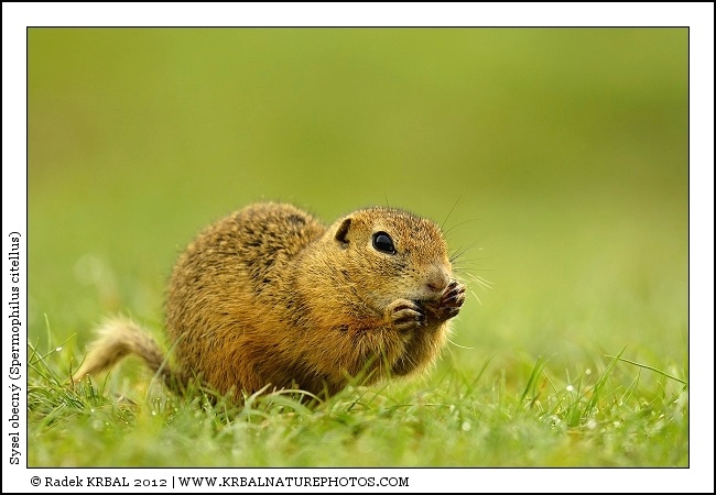 Sysel obecn� | European Ground Squirrel | Europ�ischer Ziesel | Spermophilus citellus