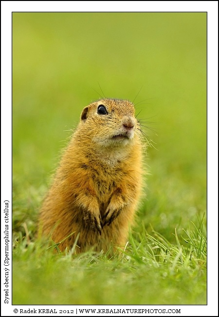 Sysel obecn� | European Ground Squirrel | Europ�ischer Ziesel | Spermophilus citellus