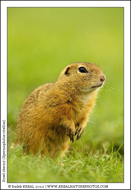 Sysel obecn� | European Ground Squirrel | Europ�ischer Ziesel | Spermophilus citellus