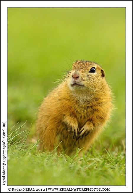 Sysel obecn� | European Ground Squirrel | Europ�ischer Ziesel | Spermophilus citellus