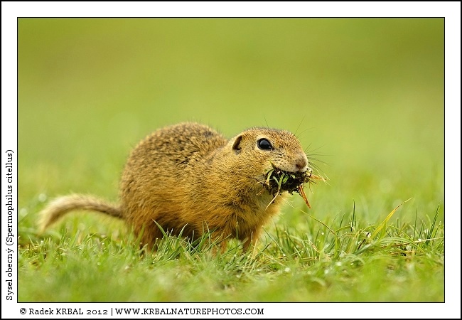 Sysel obecn� | European Ground Squirrel | Europ�ischer Ziesel | Spermophilus citellus