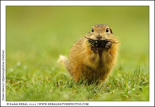 Sysel obecn� | European Ground Squirrel | Europ�ischer Ziesel | Spermophilus citellus