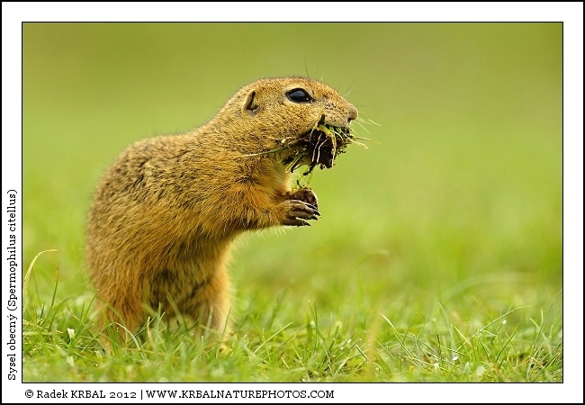 Sysel obecn� | European Ground Squirrel | Europ�ischer Ziesel | Spermophilus citellus