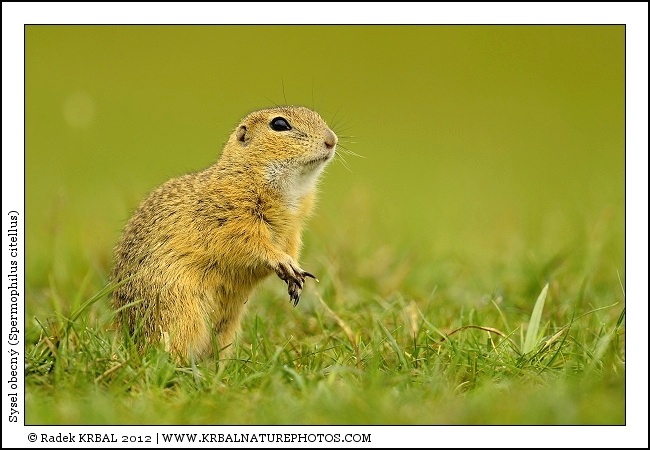 Sysel obecn� | European Ground Squirrel | Europ�ischer Ziesel | Spermophilus citellus